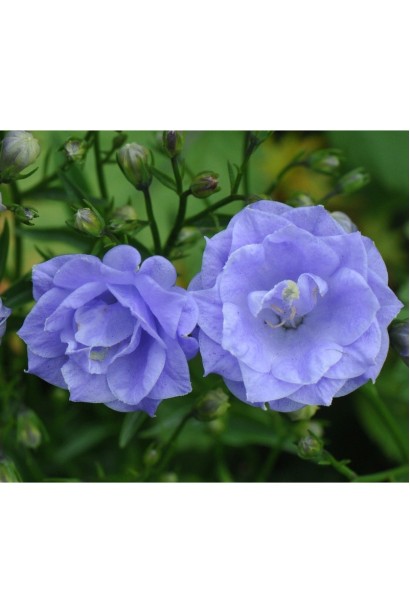 Ніжні напівмахрові квіти кампанули `Елізабет Олівер` крупним планом